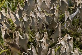 Attēlu rezultāti vaicājumam “Peltigera malacea”