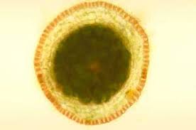 Attēlu rezultāti vaicājumam “Helodium blandowii sporophyte”