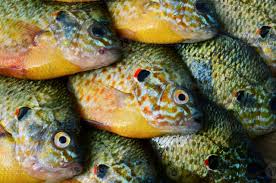 Image result for Lepomis gibbosus