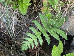 Attēlu rezultāti vaicājumam “Phegopteris connectilis”