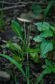 Attēlu rezultāti vaicājumam “Digitaria ischaemum”