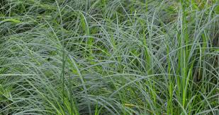 Attēlu rezultāti vaicājumam “Carex appropinquata fruit”