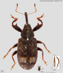 Attēlu rezultāti vaicājumam “Anthonomus phyllocola”