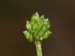Attēlu rezultāti vaicājumam “Ranunculus sceleratus fruit”