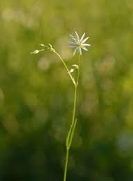 Attēlu rezultāti vaicājumam “Stellaria palustris flower”