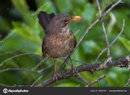 Attēlu rezultāti vaicājumam “Turdus merula female”
