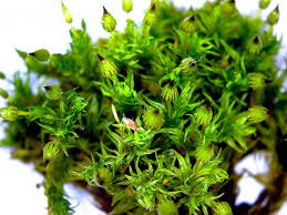 Attēlu rezultāti vaicājumam “Orthotrichum patens sporophyte”