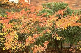 Attēlu rezultāti vaicājumam “Enkianthus campanulatus”