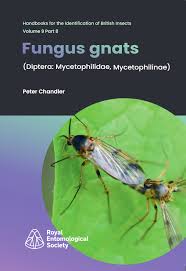 Attēlu rezultāti vaicājumam “Mycetophilidae”