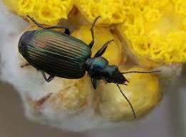 Attēlu rezultāti vaicājumam “Lebia chlorocephala”