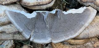 Attēlu rezultāti vaicājumam “Bjerkandera adusta”