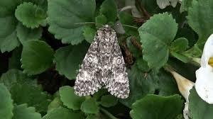 Attēlu rezultāti vaicājumam “Acronicta megacephala”