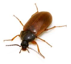 Attēlu rezultāti vaicājumam “Isomira murina”