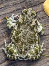 Attēlu rezultāti vaicājumam “Pseudepidalea viridis”