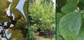 Attēlu rezultāti vaicājumam “Hamamelis vernalis leaf”