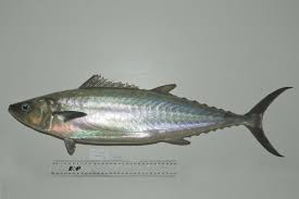 Image result for Elagatis bipinnulata