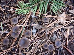 Attēlu rezultāti vaicājumam “Arrhenia spatulata”