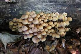 Attēlu rezultāti vaicājumam “Mycena renati”