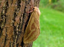 Attēlu rezultāti vaicājumam “Hepialus humuli female”