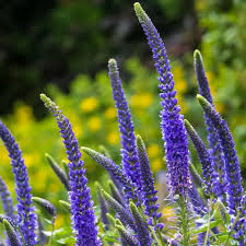 Attēlu rezultāti vaicājumam “Veronica spicata flower”