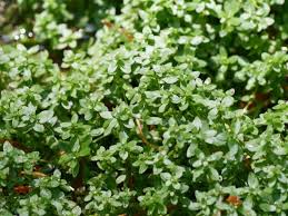 Attēlu rezultāti vaicājumam “Callitriche cophocarpa leaf”