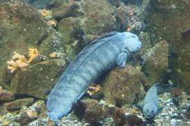 Image result for Anarhichas denticulatus