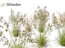 Attēlu rezultāti vaicājumam “Briza media”