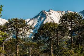 Image result for Ancestral Mountains