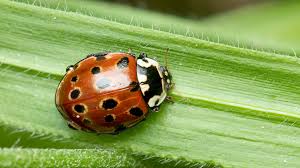 Attēlu rezultāti vaicājumam “Anatis ocellata”