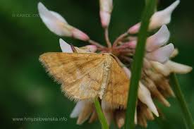 Attēlu rezultāti vaicājumam “Idaea serpentata”
