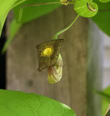 Attēlu rezultāti vaicājumam “Aristolochia durior flower”