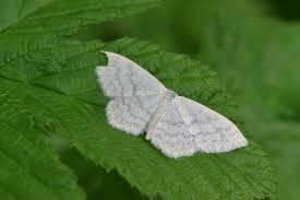 Attēlu rezultāti vaicājumam “Scopula floslactata”