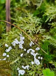 Attēlu rezultāti vaicājumam “Siphoptychium violaceum young”