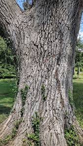 Attēlu rezultāti vaicājumam “Fraxinus”