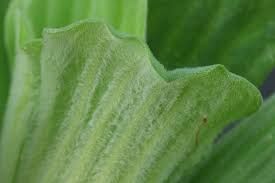 Attēlu rezultāti vaicājumam “Pistia stratiotes leaf”
