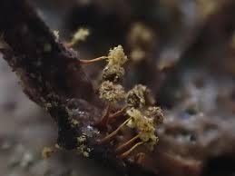 Attēlu rezultāti vaicājumam “Diderma effusum spores”