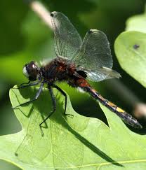 Attēlu rezultāti vaicājumam “Leucorrhinia pectoralis”