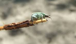 Attēlu rezultāti vaicājumam “Hoplia parvula”