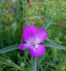 Image result for Kornrade