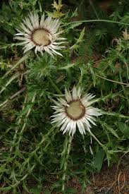 Attēlu rezultāti vaicājumam “Carlina biebersteinii leaf”