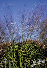 Attēlu rezultāti vaicājumam “Molinia caerulea flower”