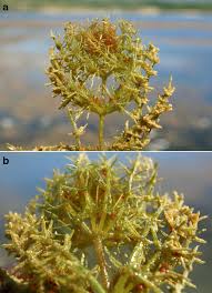 Attēlu rezultāti vaicājumam “Chara tomentosa”