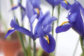 Attēlu rezultāti vaicājumam “Iris reticulata flower”