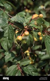 Attēlu rezultāti vaicājumam “Malus x zumi fruit”