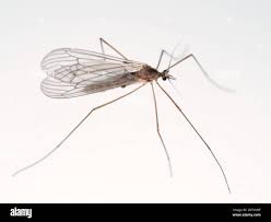 Attēlu rezultāti vaicājumam “Trichocera”