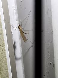 Attēlu rezultāti vaicājumam “Trichocera”