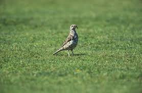 Attēlu rezultāti vaicājumam “Turdus viscivorus adult”