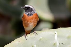 Attēlu rezultāti vaicājumam “Phoenicurus phoenicurus”