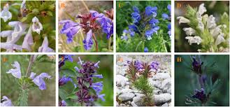 Attēlu rezultāti vaicājumam “Dracocephalum ruyschiana fruit”