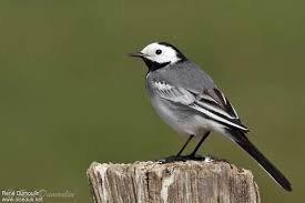 Attēlu rezultāti vaicājumam “Motacilla alba adult”